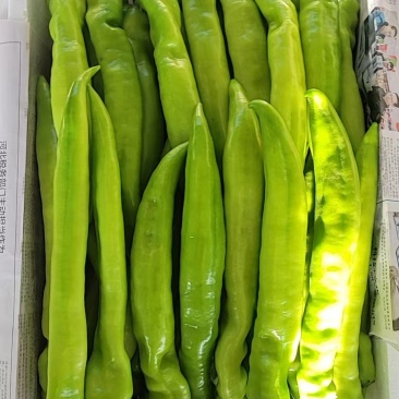 精品尖椒规格齐全品质保证基地直发量大从优