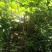 贵州露天南瓜崭新上市