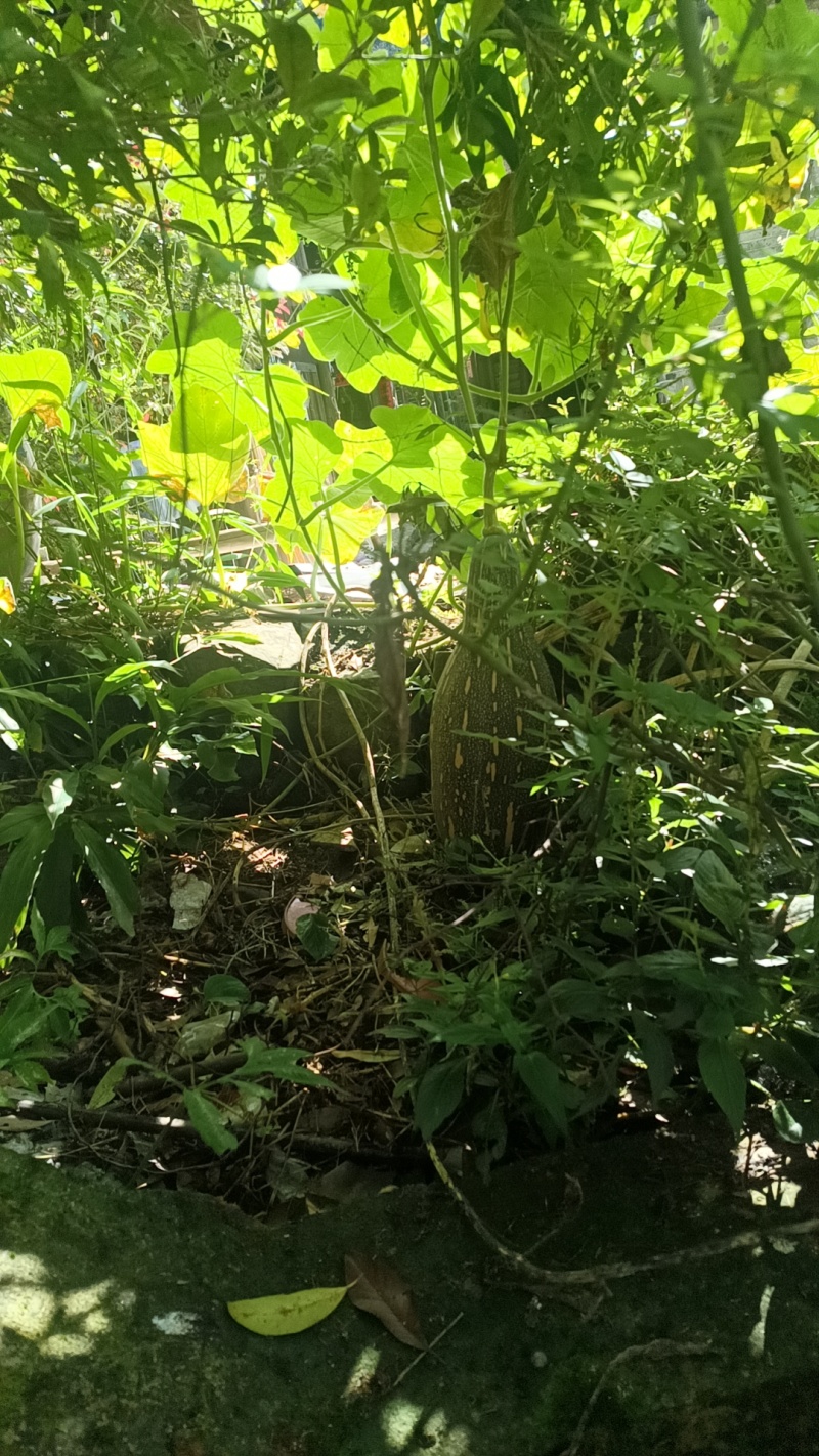 贵州露天南瓜崭新上市