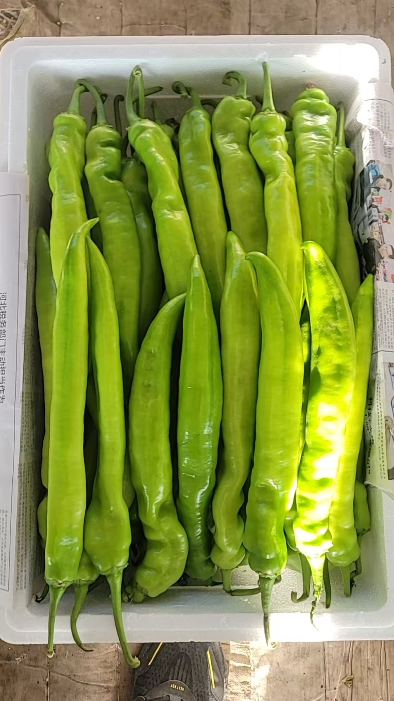 精品尖椒规格齐全品质保证基地直发量大从优