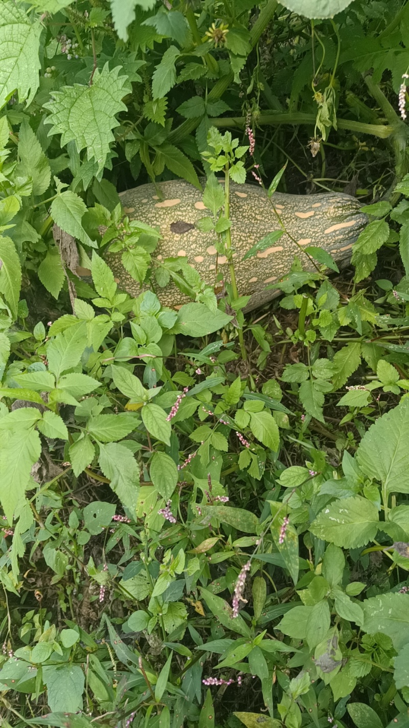 贵州露天南瓜崭新上市