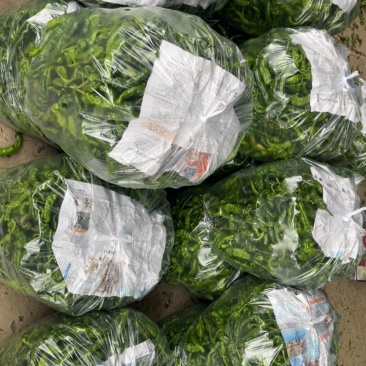 会龙辣椒小邹皮批发