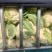 河南焦作博爱有机花菜大量上市2斤左右商超批发市场
