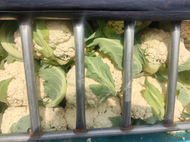 河南焦作博爱有机花菜大量上市2斤左右商超批发市场