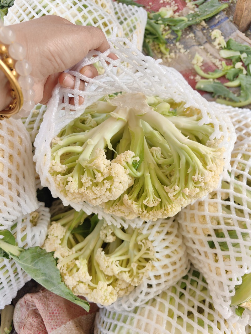 河南焦作博爱有机花菜大量上市2斤左右商超批发市场
