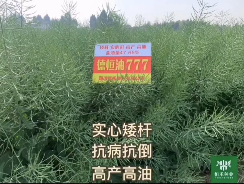 德恒油777油菜籽种子实心矮杆抗病抗倒高产高油油菜种子