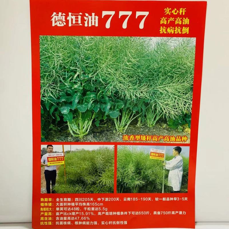德恒油777油菜籽种子实心矮杆抗病抗倒高产高油油菜种子