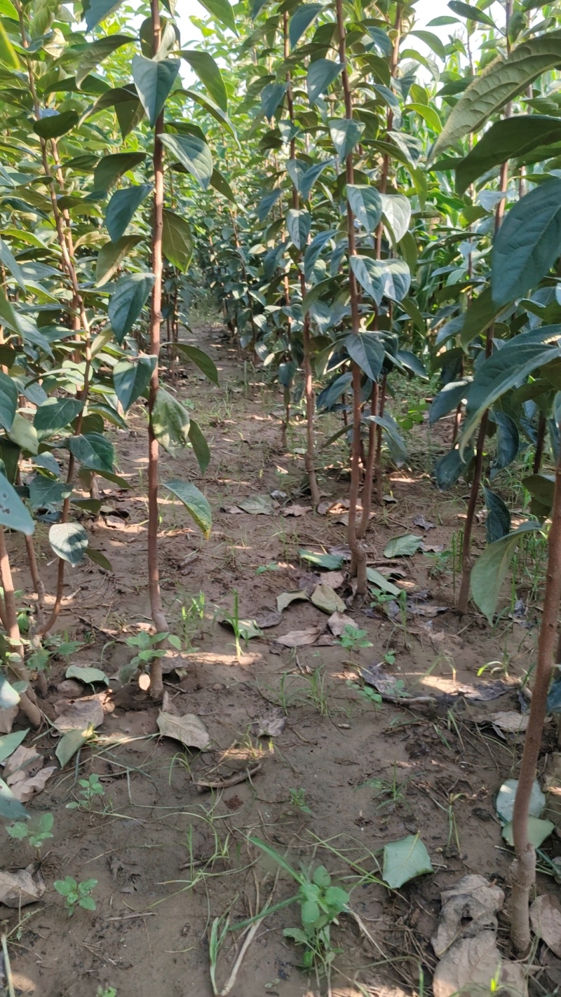 甜柿脆甜柿子苗火罐柿树基地直发南北种植