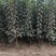 甜柿脆甜柿子苗火罐柿树基地直发南北种植