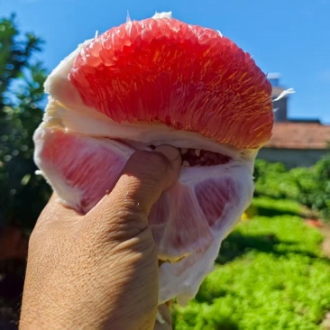 湖北蜜柚，红心柚子皮薄肉多，产地直发大量供货对接商超