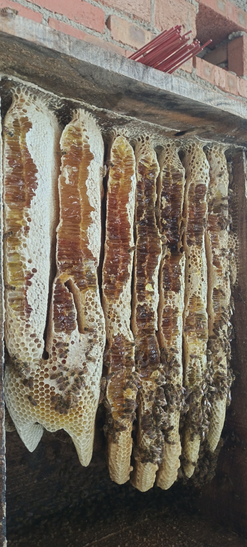 土蜂蜜