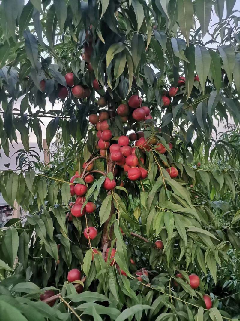 珍珠枣油桃3号桃苗