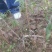 珍珠枣油桃3号桃苗