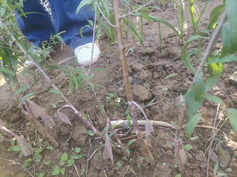 珍珠枣油桃3号桃苗