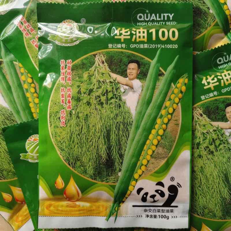 华油100油菜种子纯黄籽白菜型油菜籽种子出油率高抗病