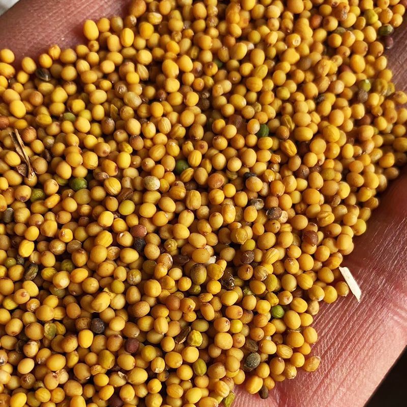 华油100油菜种子纯黄籽白菜型油菜籽种子出油率高抗病