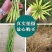 华油100油菜种子纯黄籽白菜型油菜籽种子出油率高抗病