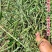 华油100油菜种子纯黄籽白菜型油菜籽种子出油率高抗病