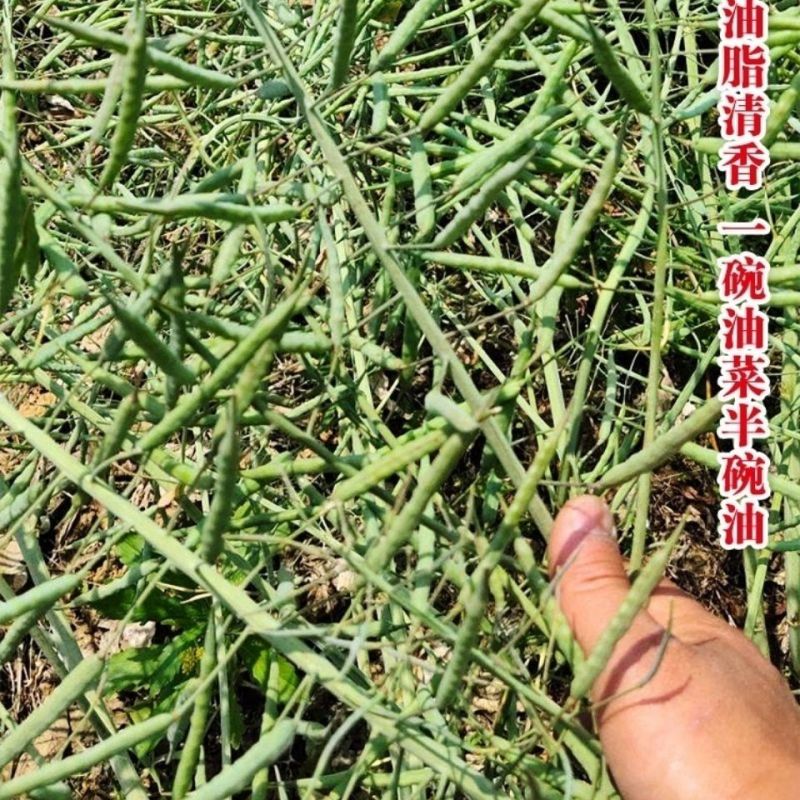 华油100油菜种子纯黄籽白菜型油菜籽种子出油率高抗病