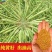 华油100油菜种子纯黄籽白菜型油菜籽种子出油率高抗病