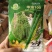 华油100油菜种子纯黄籽白菜型油菜籽种子出油率高抗病