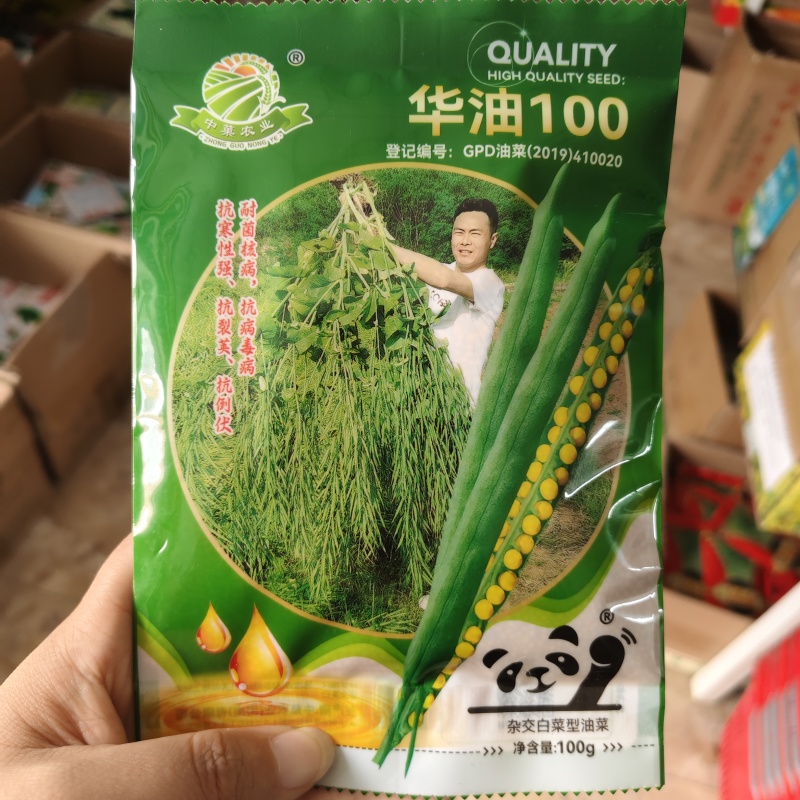 华油100油菜种子纯黄籽白菜型油菜籽种子出油率高抗病
