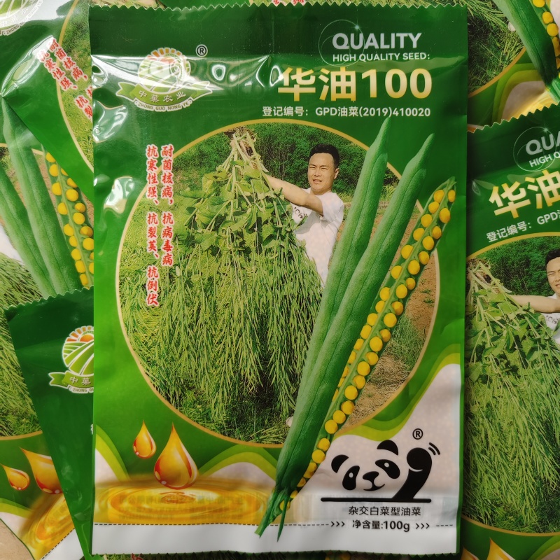华油100油菜种子纯黄籽白菜型油菜籽种子出油率高抗病
