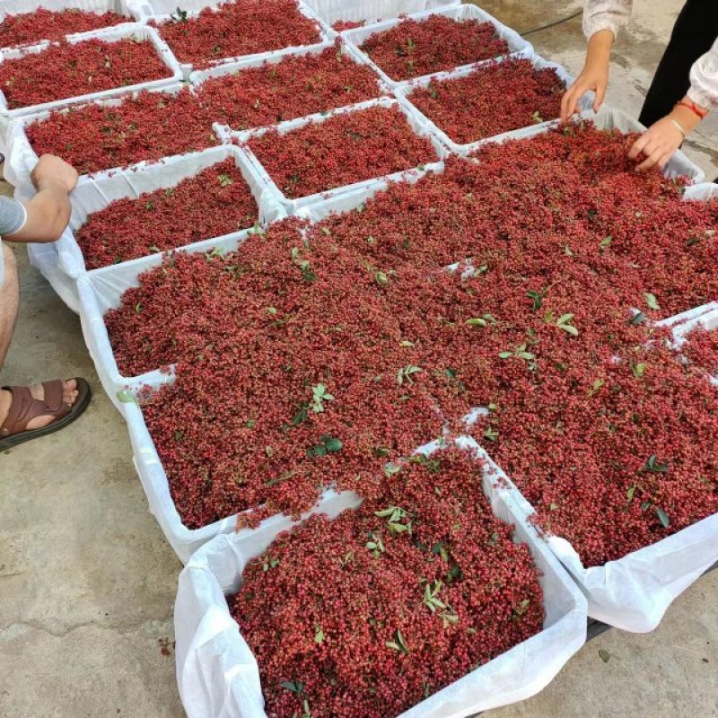 花椒大量上市中