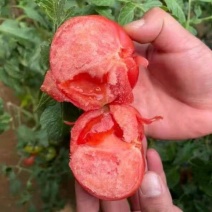 【实力推荐】安徽普罗旺斯西红柿水果番茄基地直供联系