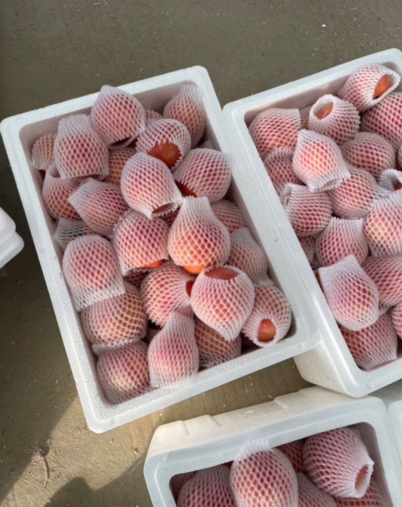 普罗旺斯西红柿安徽泗县西红柿货源充足量大从优联系