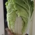 优质大白菜
