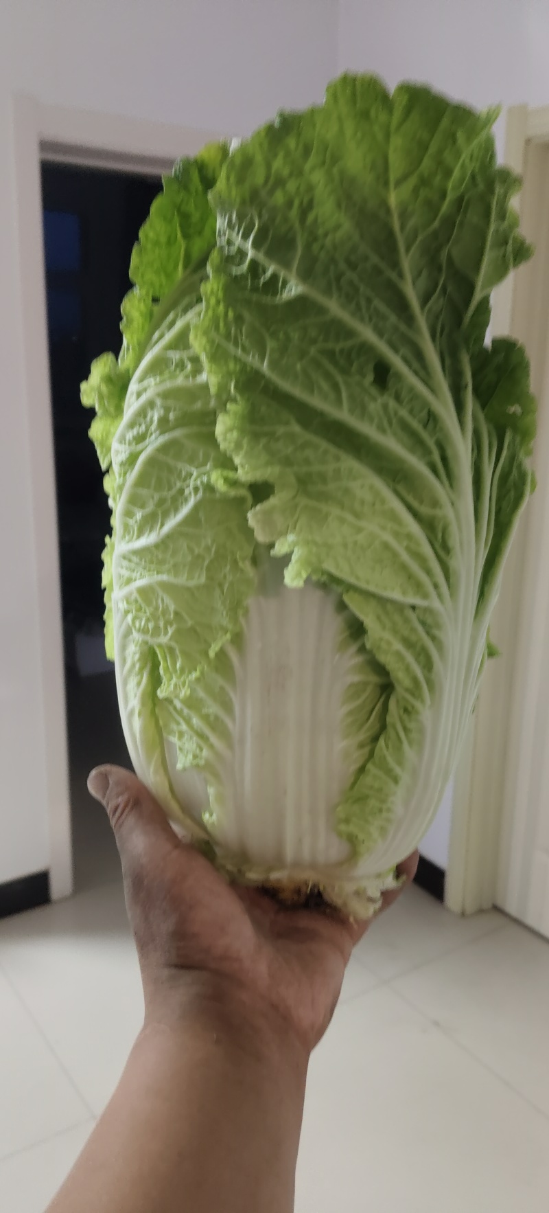 优质大白菜