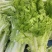 优质大白菜