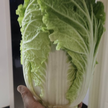 优质大白菜