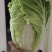 优质大白菜