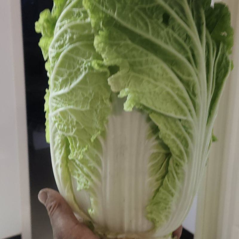 优质大白菜