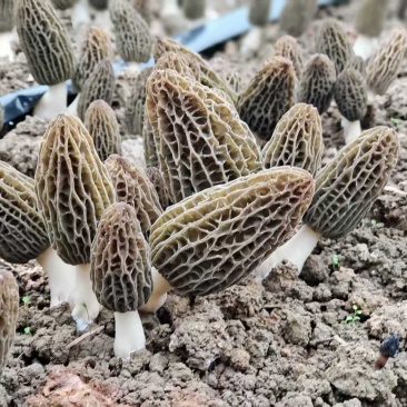 羊肚菌干货批发产地直发诚信经营欢迎来电咨询