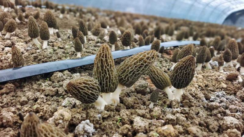 羊肚菌干货批发产地直发诚信经营欢迎来电咨询