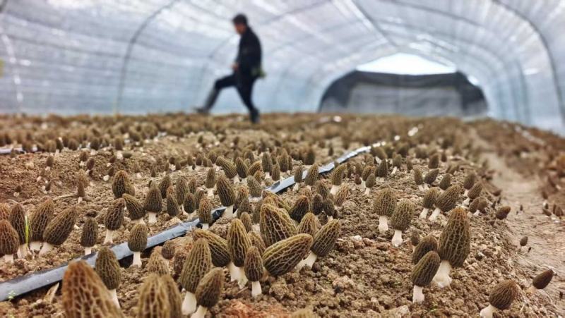羊肚菌干货批发产地直发诚信经营欢迎来电咨询