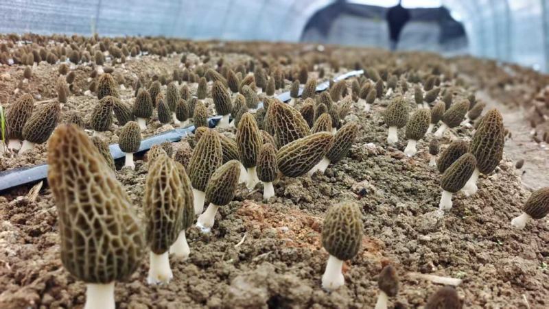 羊肚菌干货批发产地直发诚信经营欢迎来电咨询