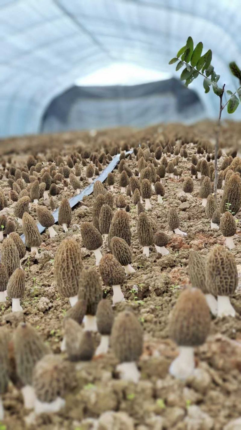 羊肚菌干货批发产地直发诚信经营欢迎来电咨询