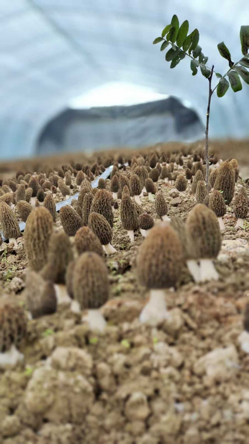羊肚菌干货批发产地直发诚信经营欢迎来电咨询
