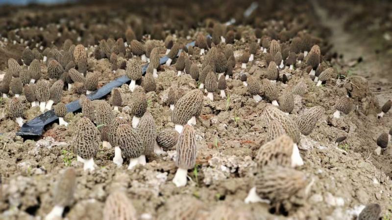 羊肚菌干货批发产地直发诚信经营欢迎来电咨询