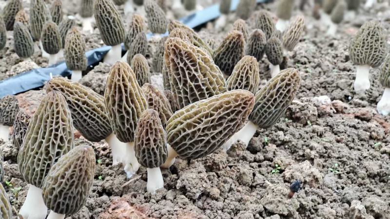 羊肚菌干货批发产地直发诚信经营欢迎来电咨询