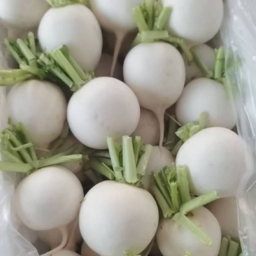 白萝卜批发