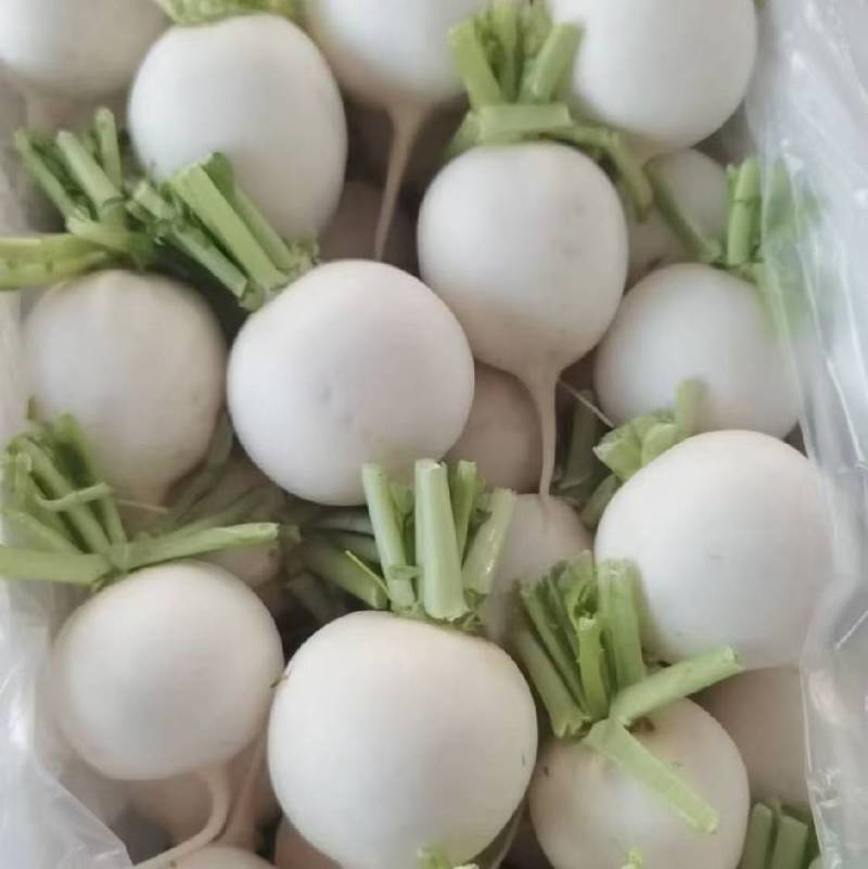 白萝卜批发