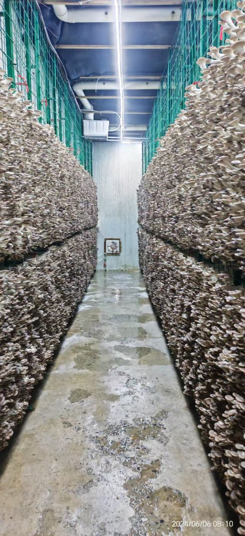 秀珍菇菌棒2.3~2.5每个质量保证欢迎来电咨询