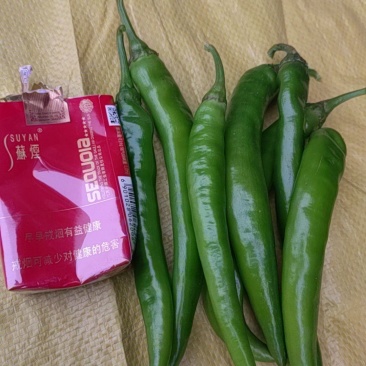 青辣椒