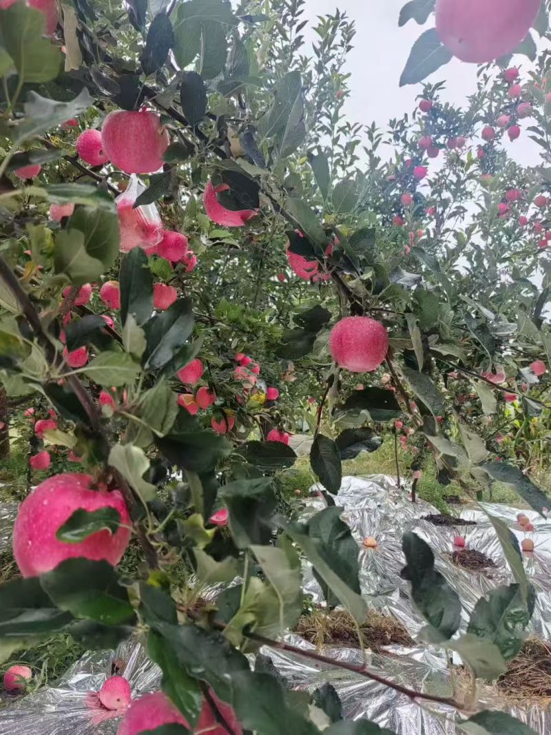 静宁红富士苹果大量上市了对接市场档口商超一条龙服务