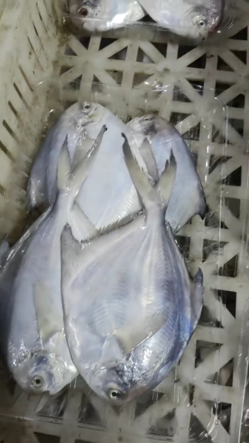 银鲳鱼
